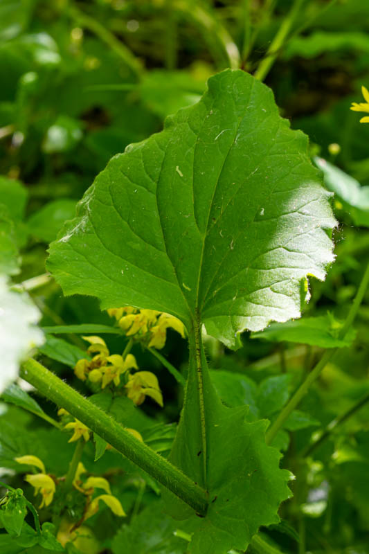 Doronicum columnae?  No,  Doronicum pardalianches